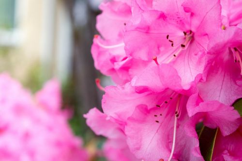 pink flowers spring