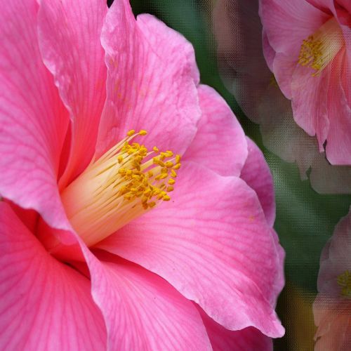 pink camelia flower