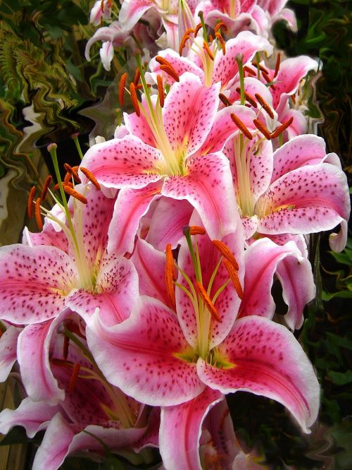 pink lilies lily