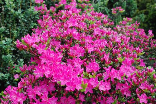 pink flowers nature