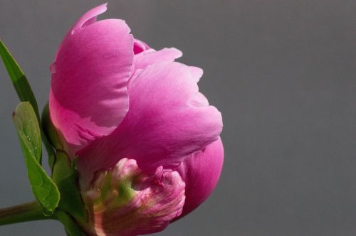 pink flower peony