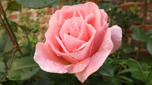 pink flower nature