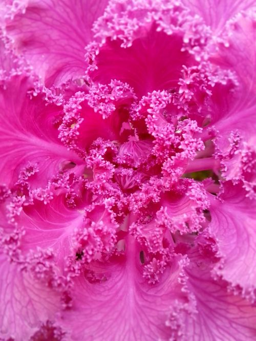 pink flower plant