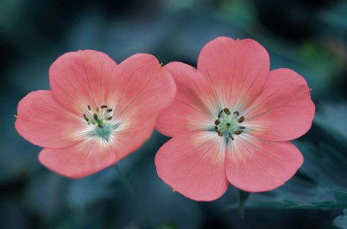 pink flower nature