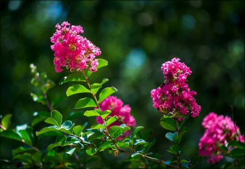 pink green nature