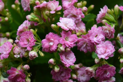 pink flowers blossom