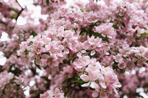 pink flowers blossoms