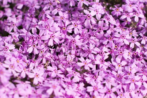 pink flowers garden