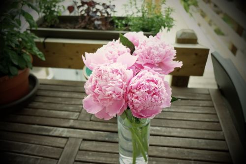 pink flowers vase