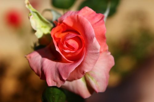 pink rose romance