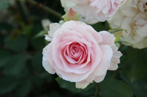 pink rose flower