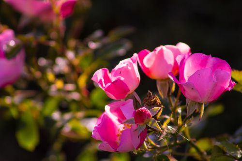 flower pink plant