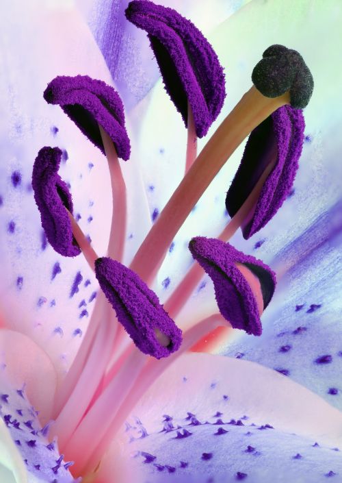 Pink &amp; Purple Lilly Stamens