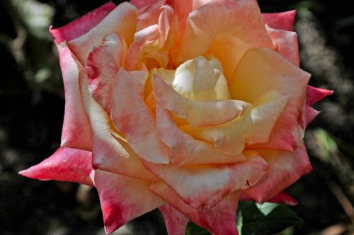 Pink And Orange Rose