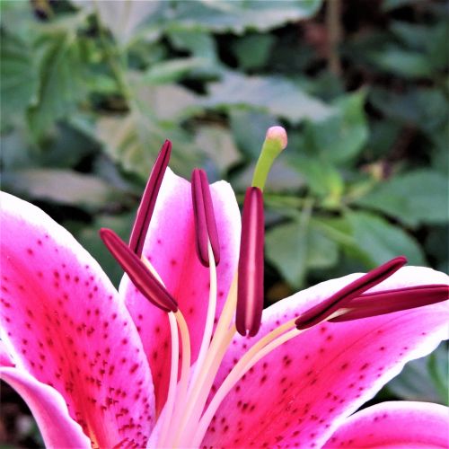 pink and purple flower bloom green