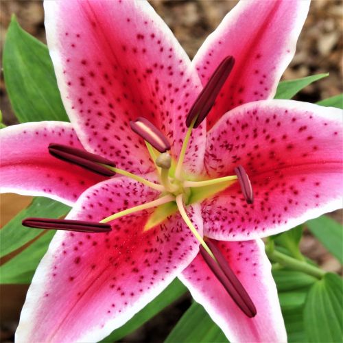 pink and purple flower bloom macro