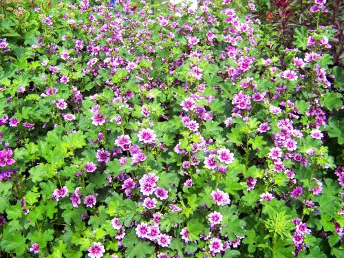 Pink And Purple Flowers