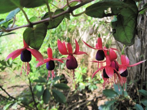 Pink And Purple Fuchsia Flowers