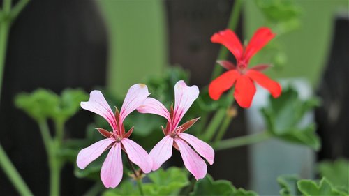 pink and red flower  pelargonium  plant
