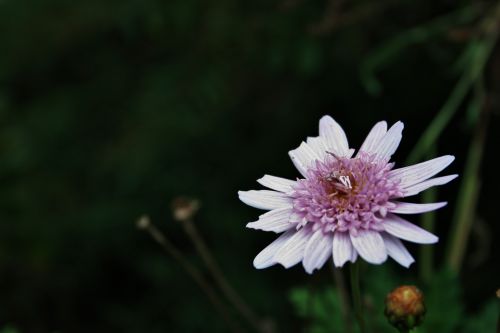 Pink &amp; White Crab Spider On Daisy