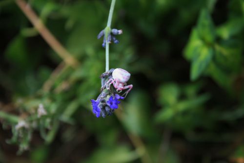 Pink And White Crab Spider