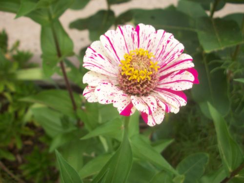 Pink And White Flower