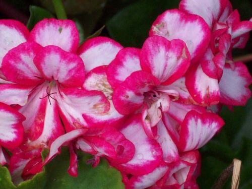 Pink And White Flower