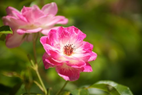 Pink And White Garden Rose