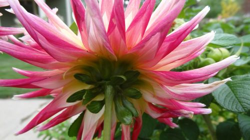 dahlia pink and yellow flower