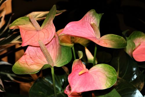 Pink Anthurium Flowers