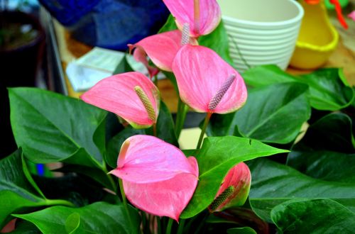 Pink Anthurium