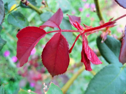 Pink Aphids On Red Leaves