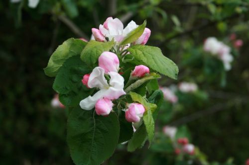 pink apple blossom spring