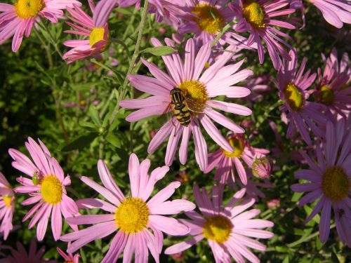 pink aster flower bee aster