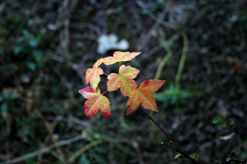 Pink Autumn Leaves