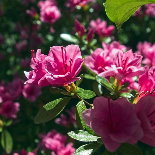 pink azalea  blossoms  azalea