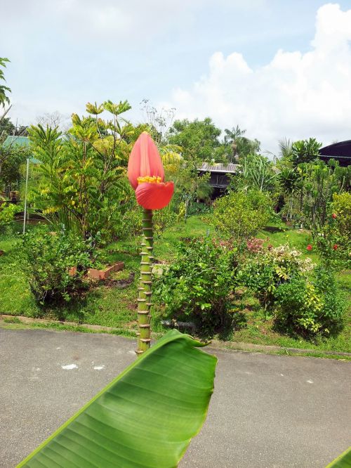 Pink Banana Flower In Blossom