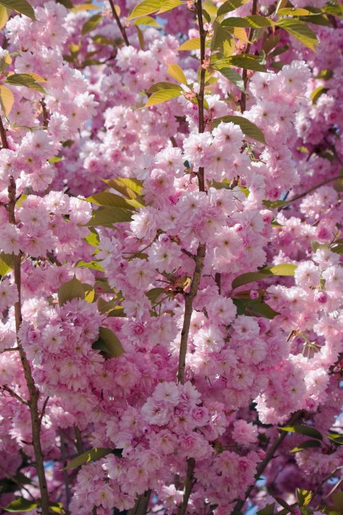 Pink Blossom Flowers