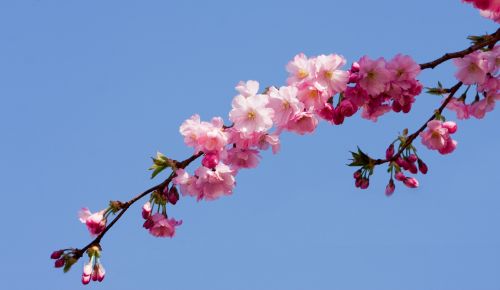 Pink Blossom Flowers