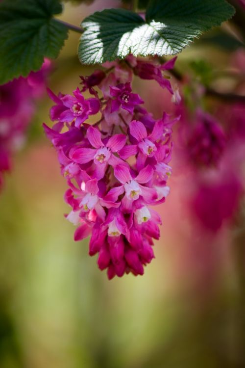 Pink Blossom Flowers