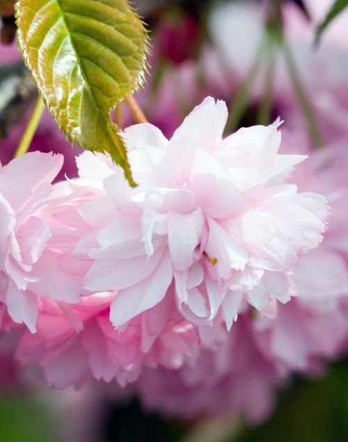 Pink Blossom Flowers