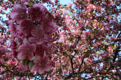 Pink Blossom Plumb Tree