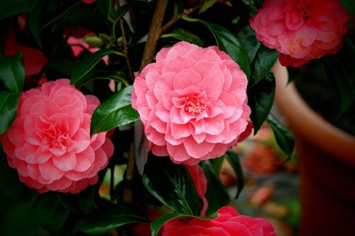 pink blossoms flowers garden