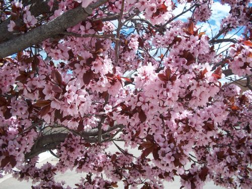 Pink Blossoms