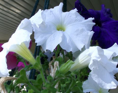 Pink Blue White Flowers