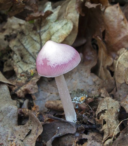 pink bonnet  mushroom  toadstool