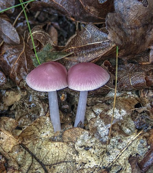 pink-bonnet  mushroom  fungus