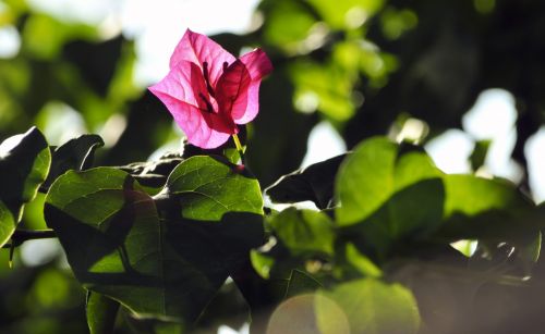 Pink Bougainvillea Flower Bloom