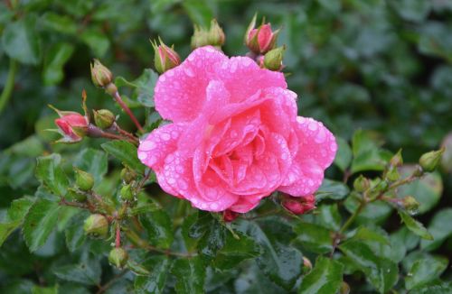pink buttons pink rosebush