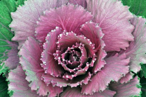 Pink Cabbage Close Up